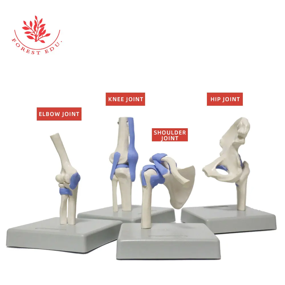 Human Joint Model Complete Set Of Elbow Knee Shoulder Hip Four Medical Science Include Ligament in Blue Color