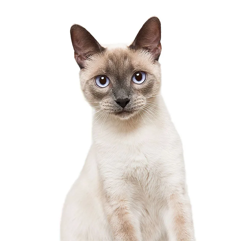 Tre Ratels Cm29 Lovely Cat Persiano Cat Birman Bombay British Shorthair Burmesesuper Staffie Decal On Wall Frigo Toilet Car