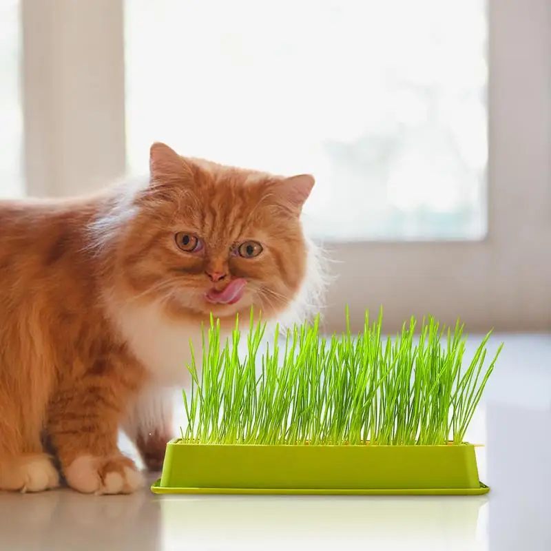 Layered Cat Grass Planter Hydroponic Kit for Pets