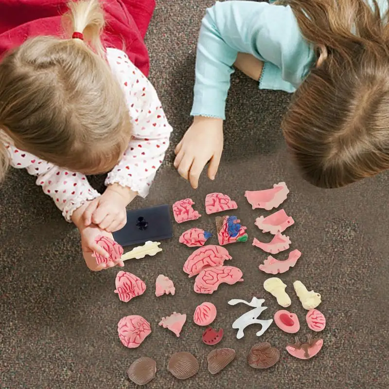 Realistic 3D Human Brain Anatomy Model for Education