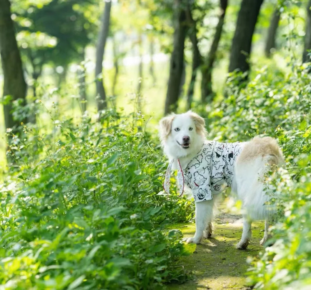Breathable Pet Shirt for Summer - PeticaDeals