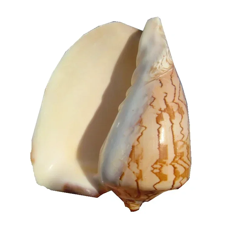 Natural Sea Snail Shell Thousand-handed Frog Snail Fish Tank Landscaping natural shell ornaments