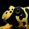 Poison Dart Frog Plush Toy High Fidelity Poison Arrow Frog Plushie Poison Frogs Peluche Lifelike Stuffed Animals Simulation Doll 5