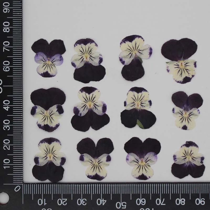 Description Picture 2 of item3CM/12&24PCS Real Natural Dried Pressed Pansy Flowers Petal,Dry Press Sweet violet Flower DIY  For Epoxy Resin,Invitation Card