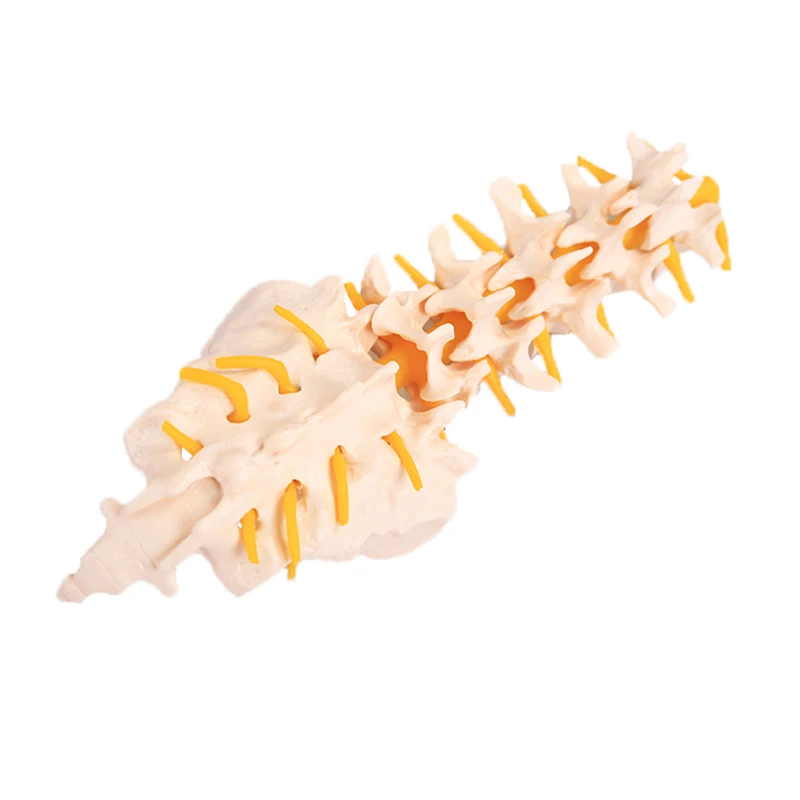 Chinon Human Spine Lumbar Vertebrae Cervical Pelvis Skeleton Model Medicine Student Medical Science Teaching Sources Supply
