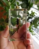 Resin Insect Bug Specimen Taxidermy Epoxy Resin Bug Spiders Beetles Specimen Model Scorpion Insect Crafts Decoration Ornament 2