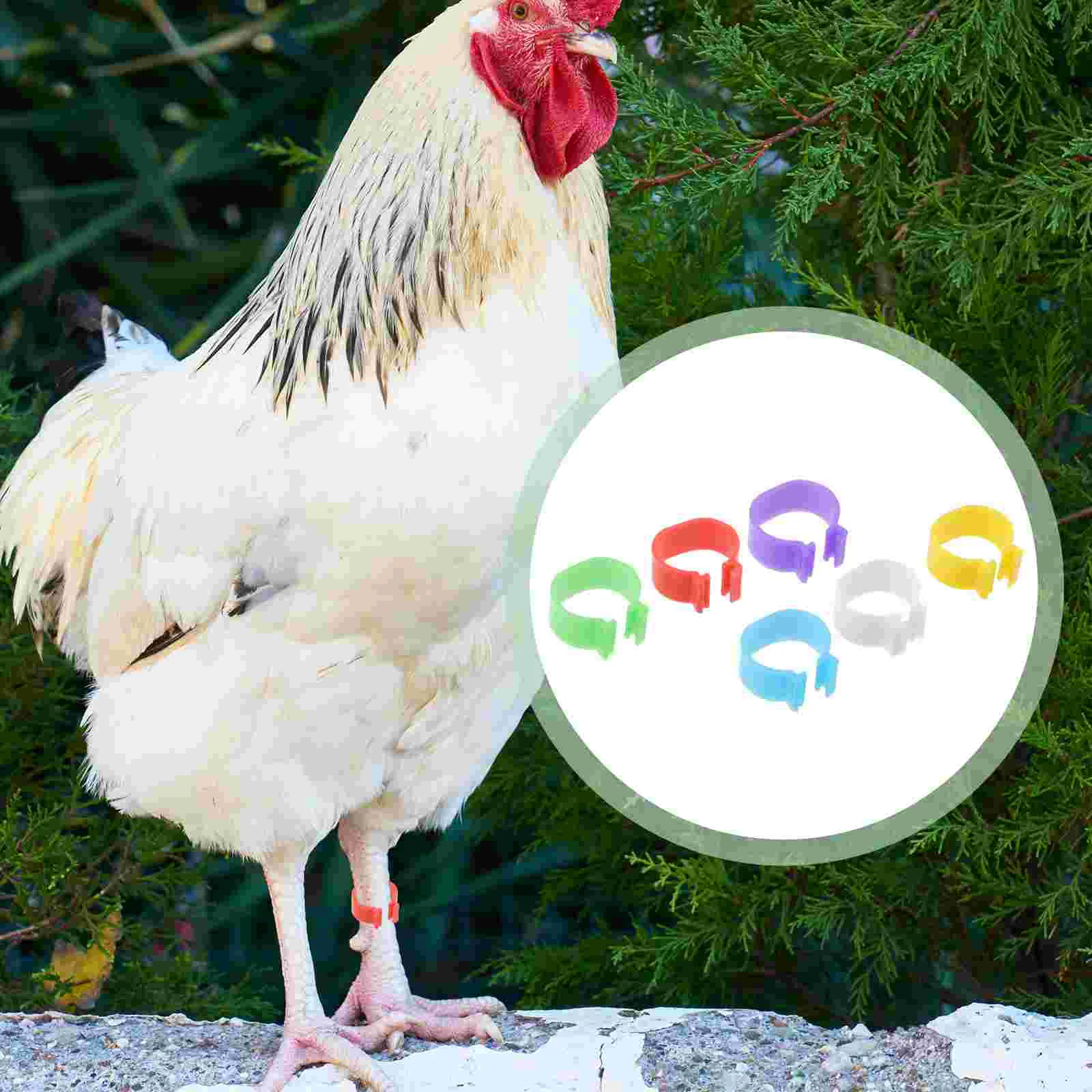 ݷ ŷ  ̽ ,  Ƹ  ĺ,   ѱ ǰ, 120 