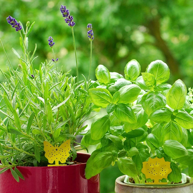 10/20Db Ragadós Csapdák Gyümölcsllyal Gnat Csapda Ragacsos Hibás Beltéri Kültéri Virág Edény Rovar Kártevőirtó Kert Erős Ragasztó Növény - Image 3