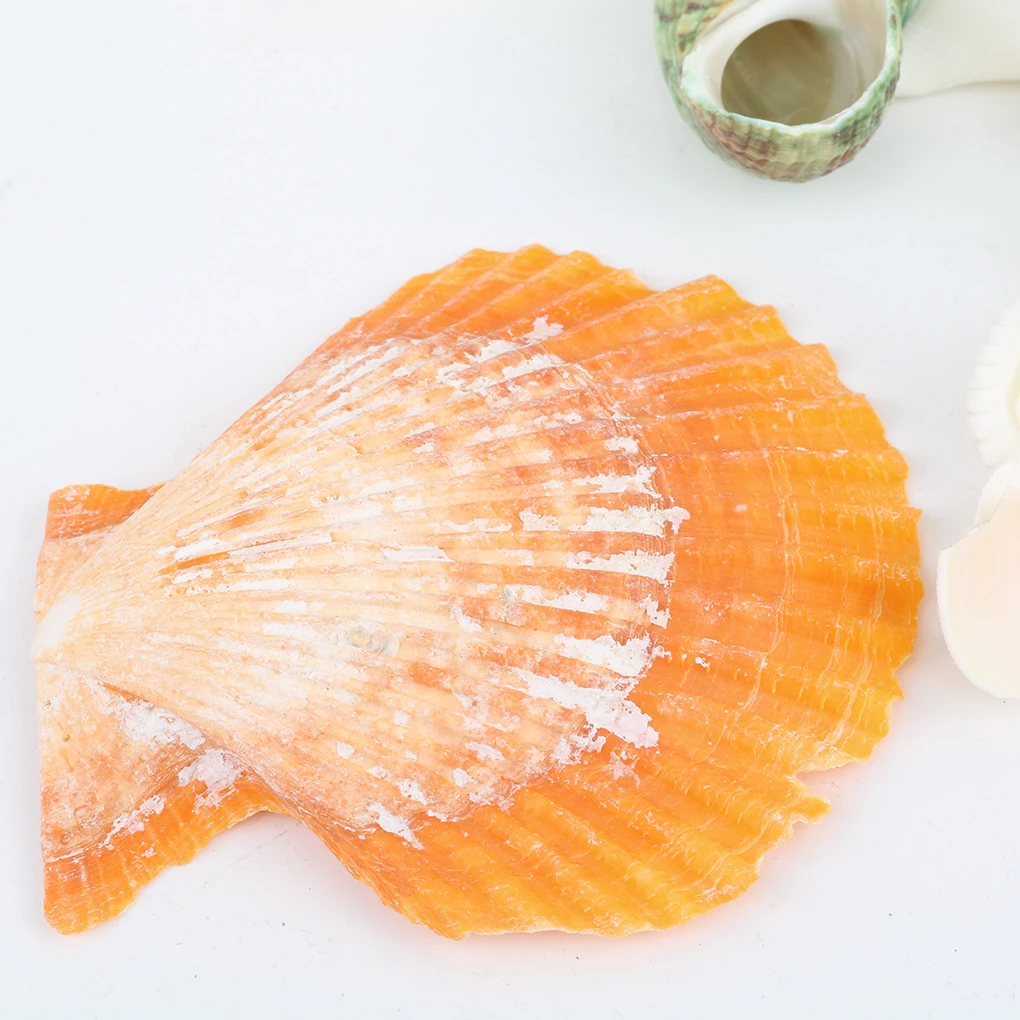 Natural Beach Shell Conch SeaShells for Aquarium Fish Tank Landscaping Decoration 200g/pack natural shell ornaments