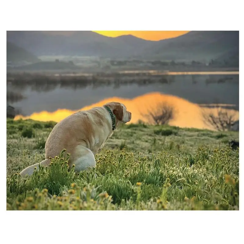 

Funny Dog Calendar 2024 Pooping Dogs 2024 Calendar Wall 21X14Cm/8.3X5.5 Inch 12 Monthly Pooping Dogs Calendar 2024 Gift Calendar
