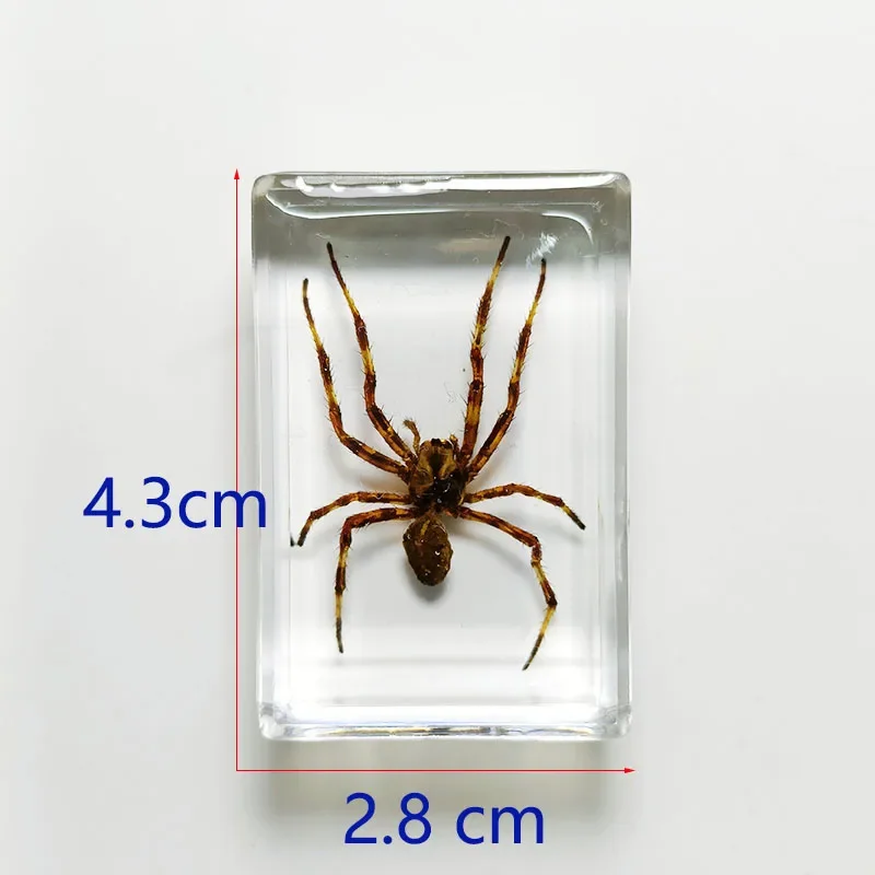 Real Insect Specimens Wrapped In Resin Desktop Decoration Insects Teaching Children's Gifts Biology Class Props 1pcs/4.3cm butterfly specimen