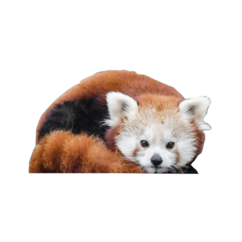 

N356# Car Sticker Cute Red Panda Waterproof Vinyl Decal Car Accessories Pegatinas Para Coche DIY Car Styling