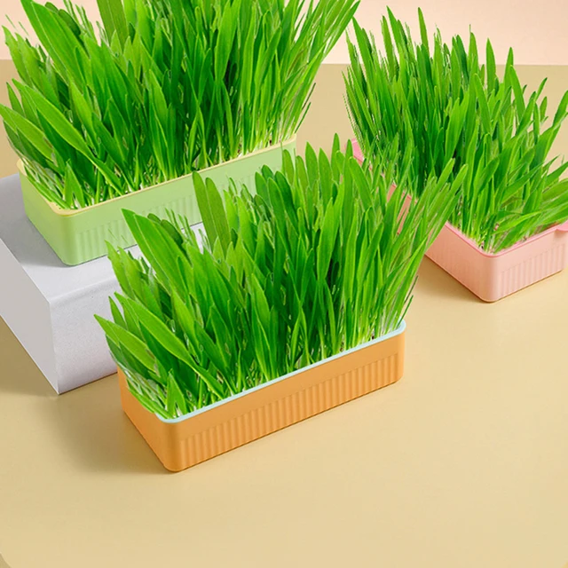 1 Db Macska Menta Ültetési Hidroponikus Doboz Füves Hajtások Termelő Tálca Snack Edény Kontrasztú Macskafű Tál - Image 3