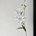 White Lily