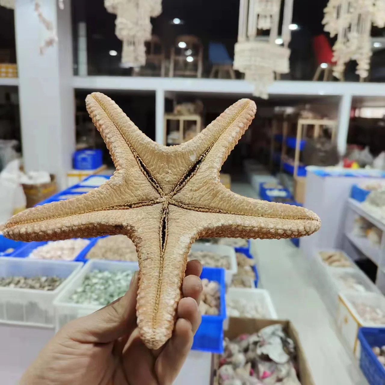 Big bread starfish natural conch shell fish tank landscaping window ornaments creative home crafts Starfish
