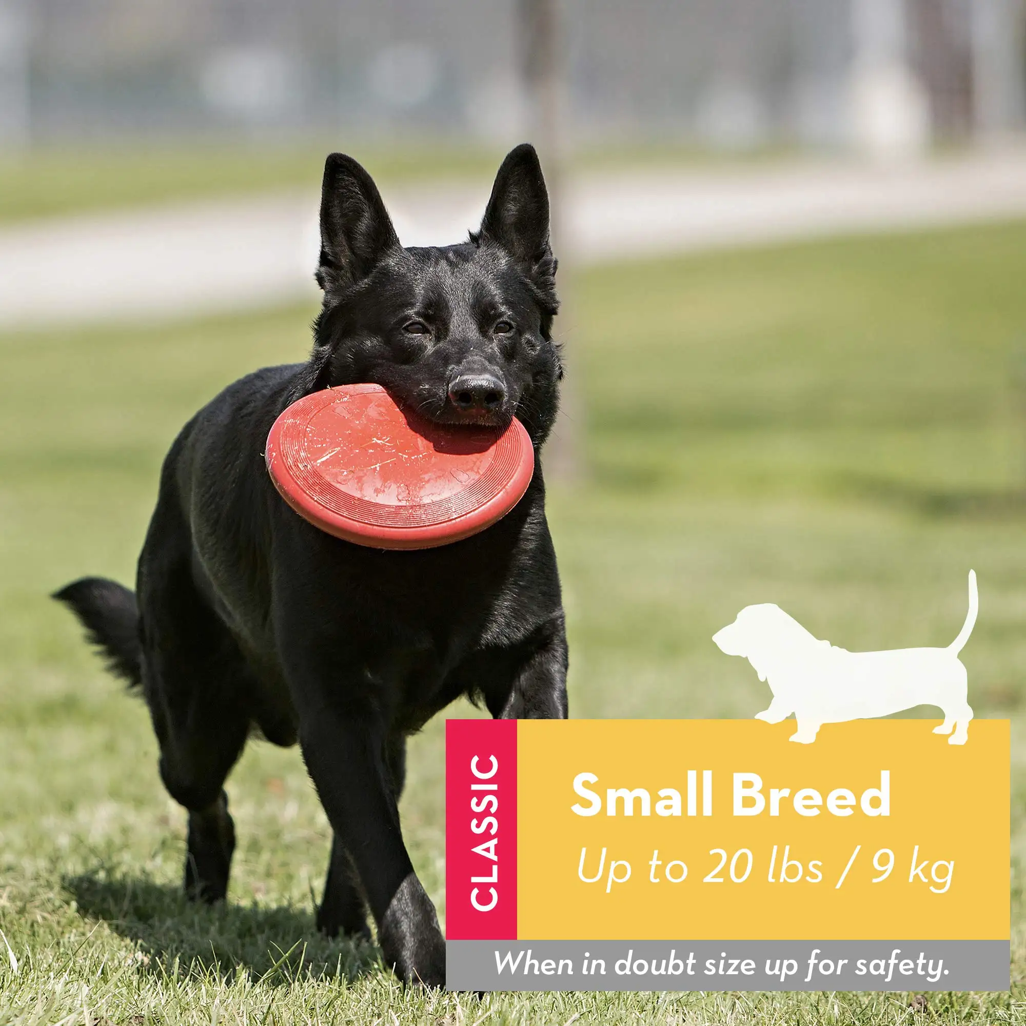 KONG - Flyer - Durable Rubber Flying Disc Dog Toy 4