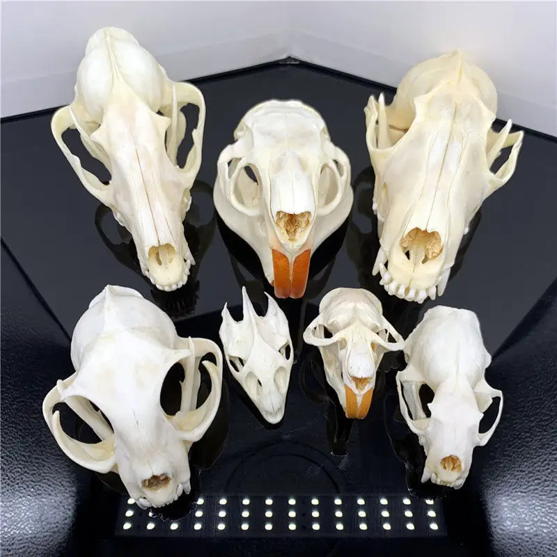Real Genuine Animal Skull Skeleton Fox Taxidermy Supply Supplies Bone Art Tool From New2017, $12.67