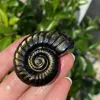 1pc Gold Obsidian Carving, Conch, Crystal Carving, Spiritual Symbol, Healing Crystal, Crystal Collection, Gift, Home Decor 2