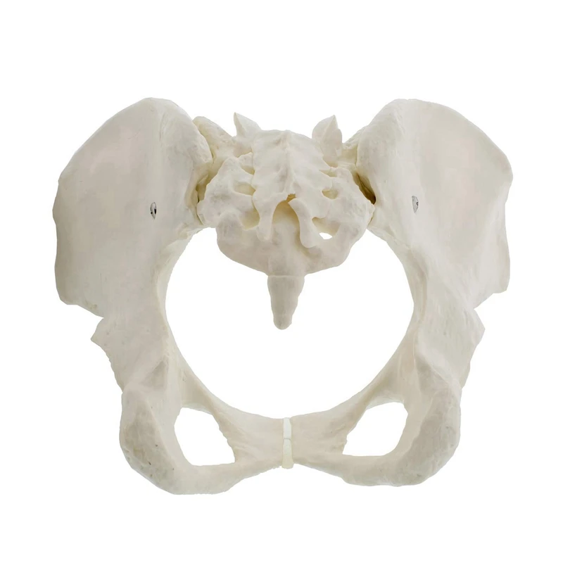 

NEW-2X Life Size Female Pelvis Model, Hip Model - Female Anatomy Model, Hip Bone Pelvic Model Female Anatomical Model