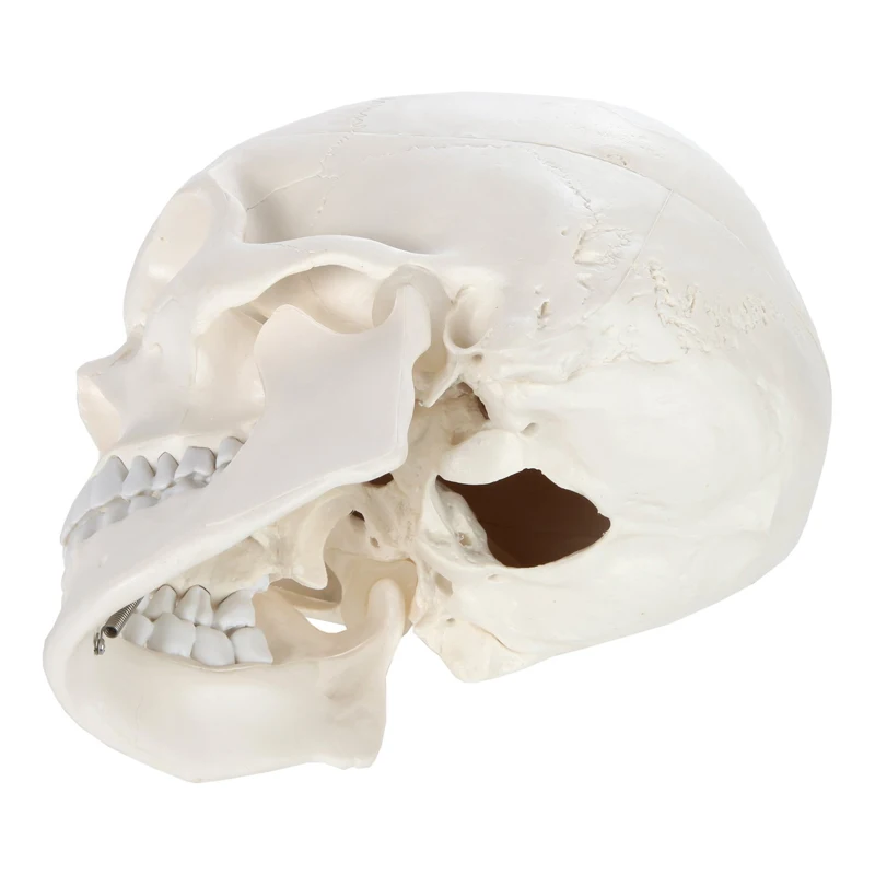 1:1 Human Skeleton Skull Anatomy Model Medical Science Teaching Resources