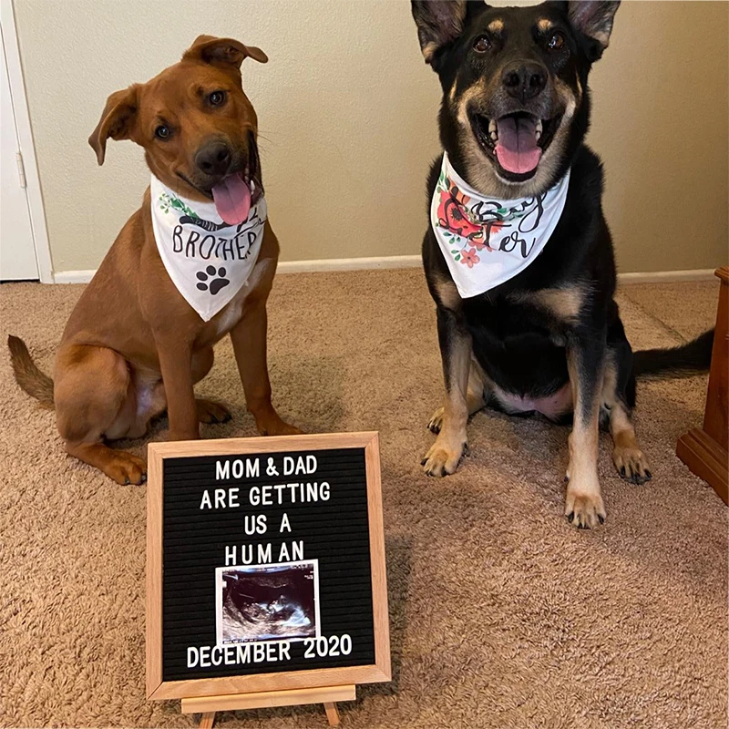 HDGDT Big Brother Hundehalstuch - Schwangerschaftsankündigung Für Hunde & Katzen Mit Verstellbarem Halsband