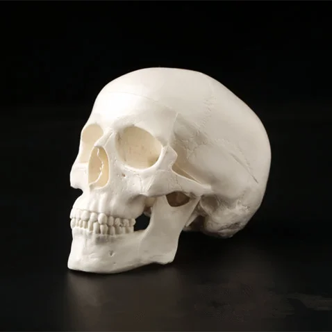 Medical Head Model 1Pc Mini Skull Human Anatomical Anatomy Head 92x99x71mm