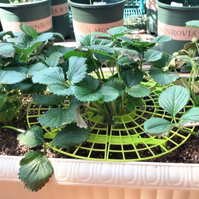 Kerti Eper Szőlőállvány Tartó Kültéri Beltéri Gyümölcs Hegymászó Szőlő Rack Kertész Eszköz 5 db