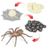 Animal Life Cycle Children Toys Simulation Plant Model Montessori Teaching Aids Animal Growth Cycle Model Set Cognitive Toy 5