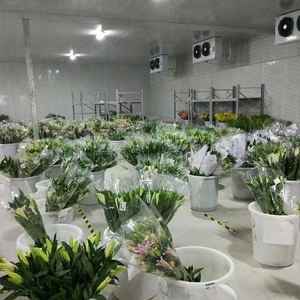 Cold Room Storage Cooling System Freezer Unit Walk in Cooler for Fruit and Florist Refrigerator Container