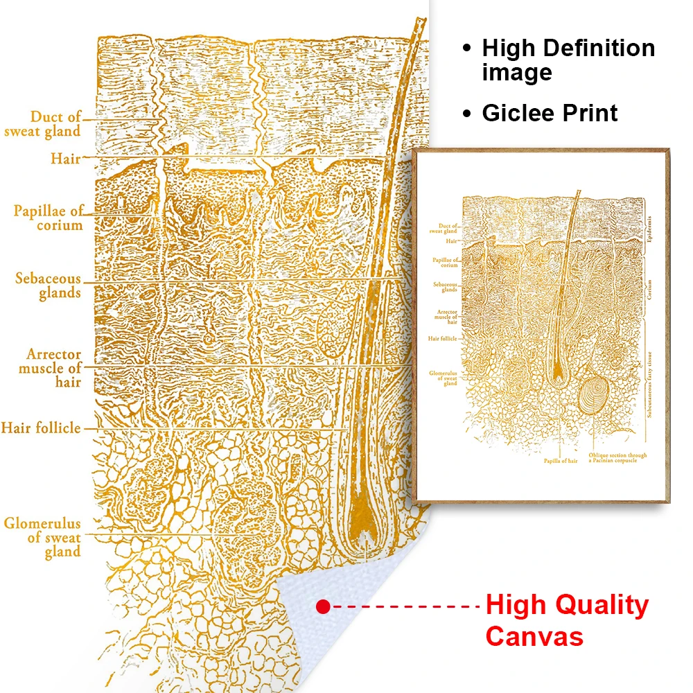 Skin Anatomy Poster Set 5