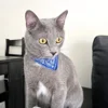 Cute Printed Bandana Cat Collar Puppy Dog Cat Scarf Collar Adjustable Triangular Pet Banadana Collar for Kittens Small Animals 3
