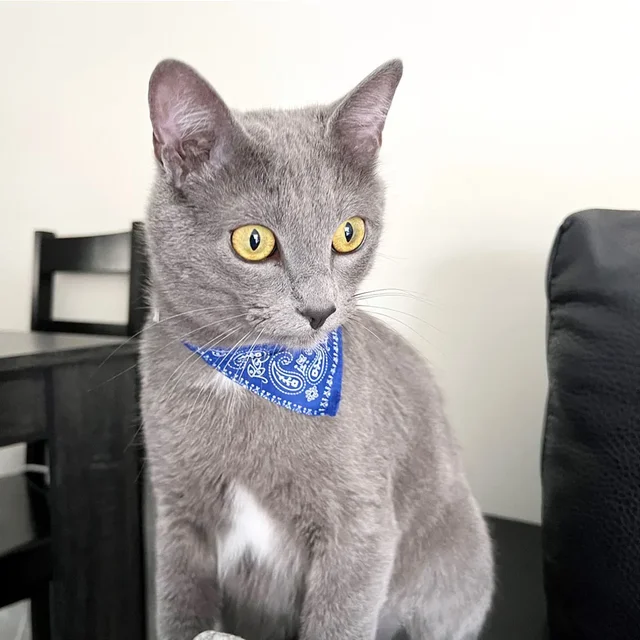 Cute Printed Bandana Cat Collar Puppy Dog Cat Scarf Collar Adjustable Triangular Pet Banadana Collar for Kittens Small Animals 3