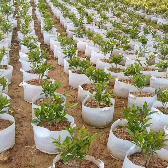 Megvastagított És Tartós, Nem Szőtt Ültetési Táskák 3/7/10/20-Os Kerti Transzplantációs Edény Nagykereskedelem A Palánták Filces Ruhájának Termesztése - Image 2