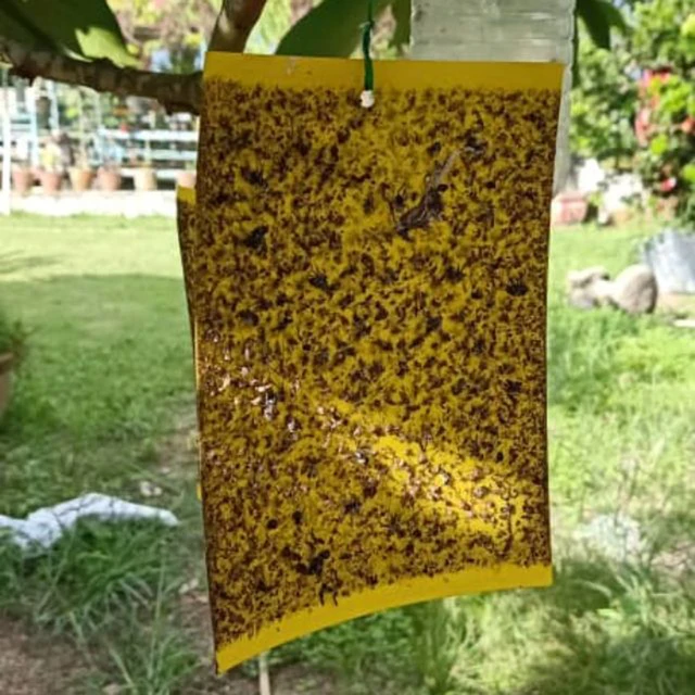 10 Cm X 20 Ragadós Rovarlemez Erős Rovarcsapda Kétoldalas Sárga Kerti Gyümölcsös Üvegházhatású Mezőgazdasági Rovarok Táblája