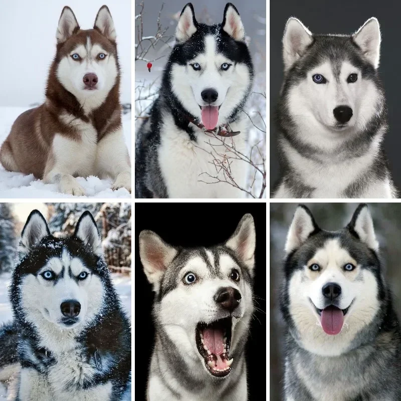 Siberian Husky Dog 5D Diamond Painting Alaskan Malamute Puppy Full Drill Mosaic Diamond Embroidery Kits DIY Home Decor Gift
