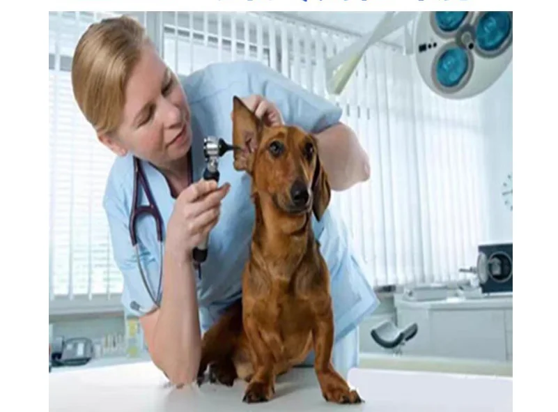 Professional Pet Animal Otoscope Alloy Non-slip Handle For Examination Eardrum Canal ENT Endoscope Clinic Supplies
