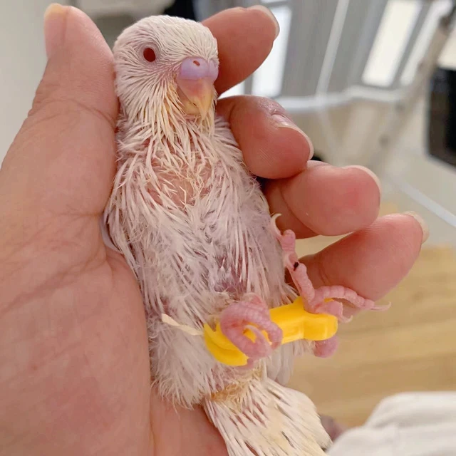 15 Pcs 4/5/6mm Nestling‌ Eight-Character Correction Ring Parrot Corrector for Rutin Chicken Budgie Cockatiel Bird Foot Ring 5