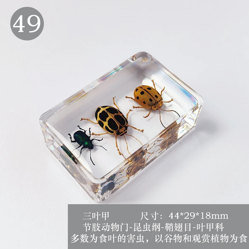 Real Insect Resin Specimen Stag Beetle Locust Crab Scarab Bee Spider Teaching Collection Children's Cognition,insect specimens