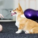 sit