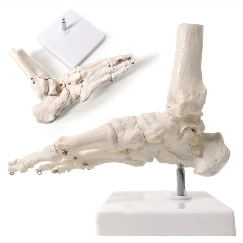 Life Size Foot Ankle Joint Anatomical Skeleton Model Medical Display Study Tool anatomical models