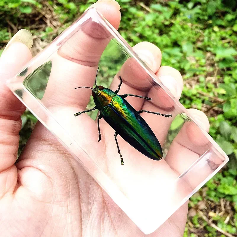 Real Insect Bug Specimen Taxidermia Clear Large Bug Epoxy Resin Spiders Beetles Large Insect Scorpion Specimen Craft Decoration 5