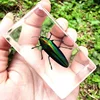 Real Insect Bug Specimen Taxidermia Clear Large Bug Epoxy Resin Spiders Beetles Large Insect Scorpion Specimen Craft Decoration 5