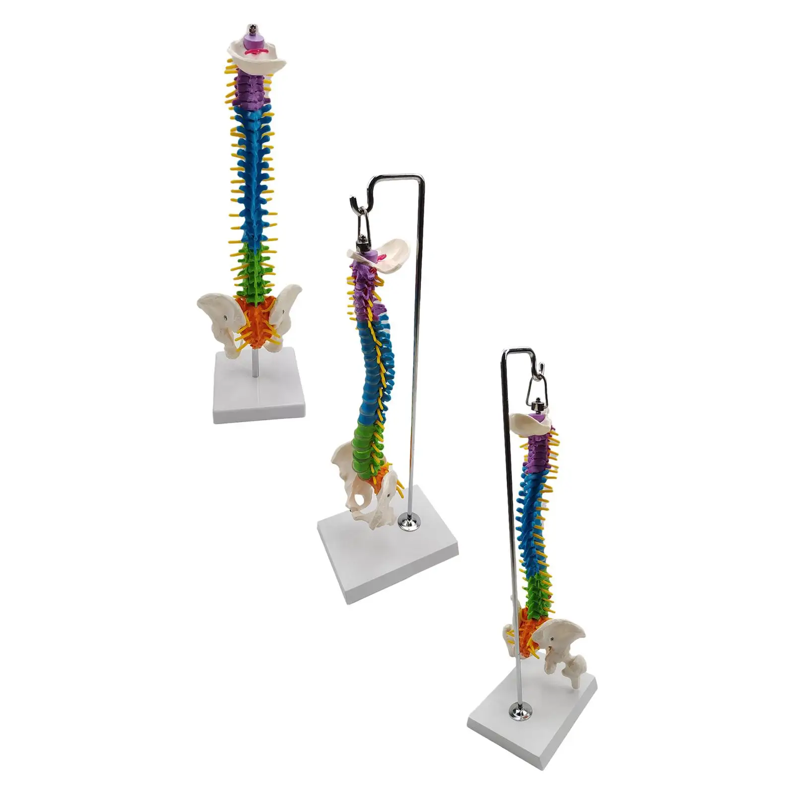 Life Size Flexible Spine Model with Vertebrae, Nerves, Arteries, Pelvis Column for Teaching Aid Biology Class