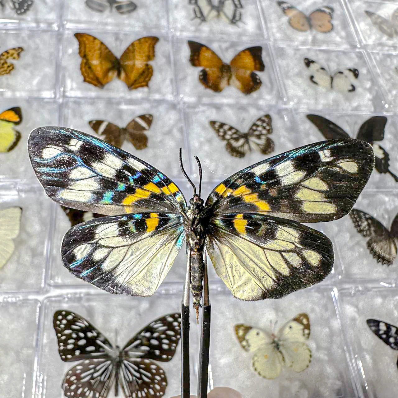 5pcs/10pcs Butterfly Specimen Birthday Gift Home Decoration Acrylic box Take Out Insect Sample Collection DIY 6
