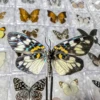 5pcs/10pcs Butterfly Specimen Birthday Gift Home Decoration Acrylic box Take Out Insect Sample Collection DIY 6