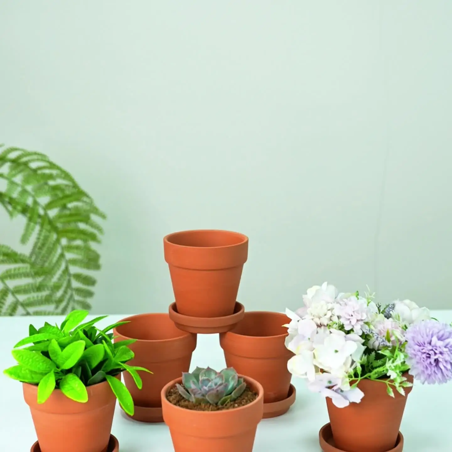 small plant pots for succulents Mini Succulents (2in pots) – In Succulent Love