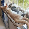 Pet Cat Hammock Hanging Cat Bed Bearing 20Kg Comfortable Cat Sunny Window Seat Mount Kitten Climbing Frame Pet Accessories 2