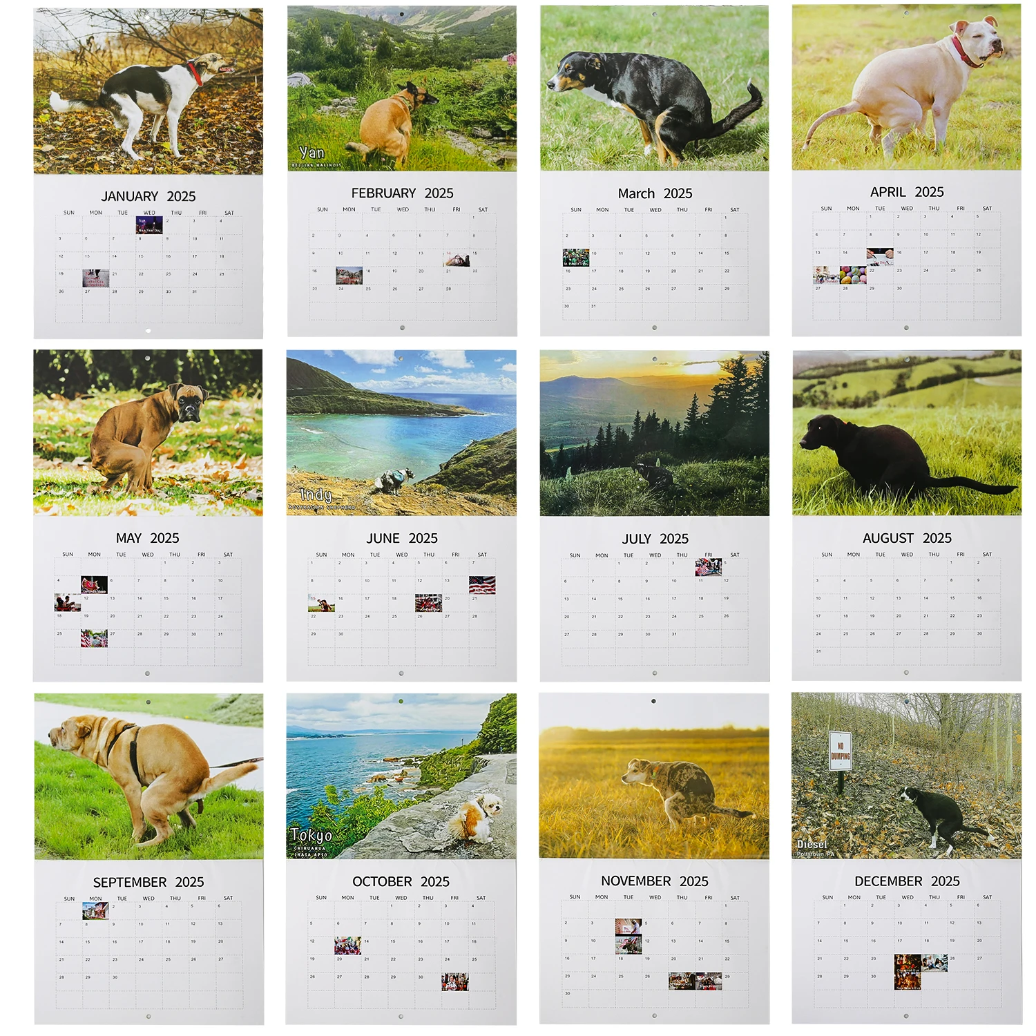Wall Calendar Funny Dogs Pooping Hangable Daily Weekly Monthly Planner