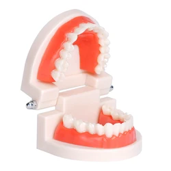 Enhanced Dental Education Display Model - Standard Resin (White)