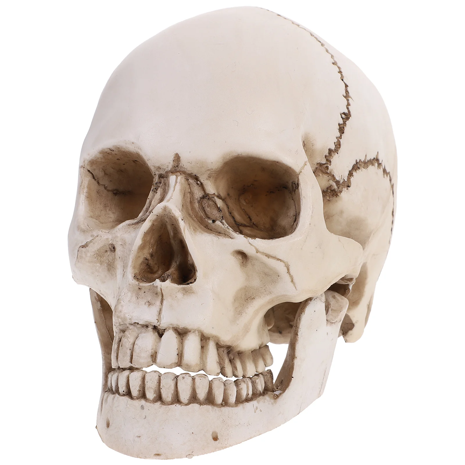 

Anatomical and Tracing Use Halloween Decor 1:1 Human Model
